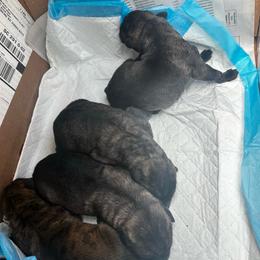 Puppy 2 - Wheaten and brindle male Irish Wolfhound puppy in Saint George, South Carolina from Carolina cotton candy corgis
