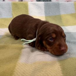 Winnie - Chocolate and tan female Dachshund puppy in Wallingford, Kentucky from Hensley Homestead Dachshunds