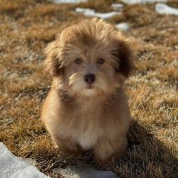 Havanese from River’s Edge Havanese