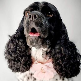 Cocker Spaniels from Millward's High Desert Cockers
