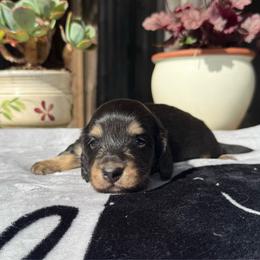 Girl 2 - Black and tan female Dachshund puppy in Santa Rosa, California from Signature Mini Dachshunds