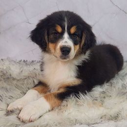 Fern - Black tri-color female Australian Shepherd puppy in Waddell, Arizona from Whimsical Aussies