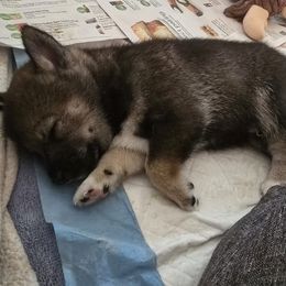 Shiba Inu Puppies from ScrapiShibas