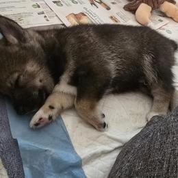 Shiba Inu Puppies from ScrapiShibas