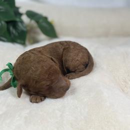 Goldendoodle Puppies from BlueCopper Doodles