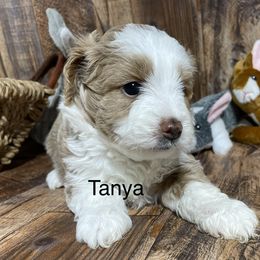 Aussiedoodle, Cavapoo, Cockapoo, and Pembroke Welsh Corgi Puppies from Cobbs Creek Canines
