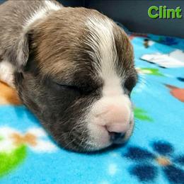 Clint - Blue brindle male American Staffordshire Terrier puppy in Clintwood, Virginia from SkyBlue Kennel