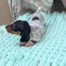 Bandit - Piebald male Dachshund puppy in Decatur, Mississippi from KP Dachshunds