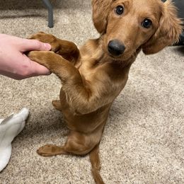 Debbie - Goldendoodle