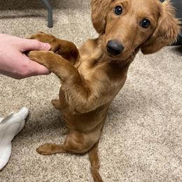 Debbie - Goldendoodle