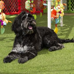 Australian Labradoodle Puppies from Napa Valley Australian Labradoodles