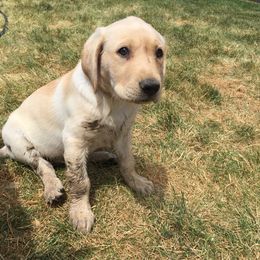 Labrador Retriever Puppies from Rim Country Labradors