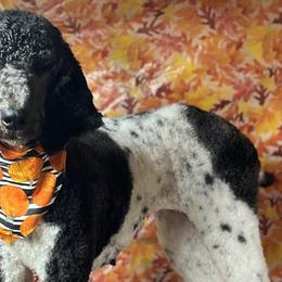 Aussiedoodles, Australian Shepherds, and Poodles from C&S Kennels