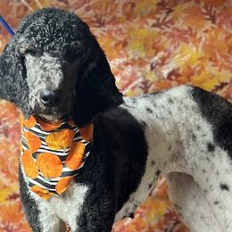 Aussiedoodles, Australian Shepherds, and Poodles from C&S Kennels