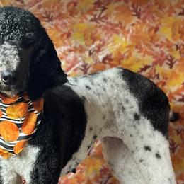 Aussiedoodles, Australian Shepherds, and Poodles from C&S Kennels
