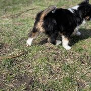 Sporty Mix Puppies from Ebonheart Kennel