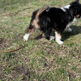 Sporty Mix Puppies from Ebonheart Kennel