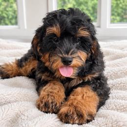 Anchor - Red male Aussiedoodle puppy in North Royalton, Ohio from Johnson's Doodles