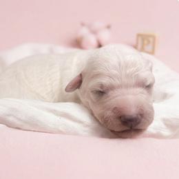 Pinkie - Cream female Goldendoodle puppy in Clifton, Arizona from Denim & Doodles