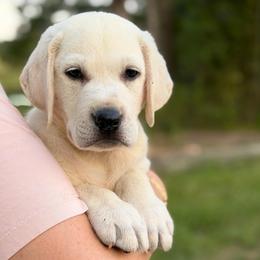 August - Yellow male Labrador Retriever puppy in Archer Lodge, North Carolina from Archer Lodge Labradors
