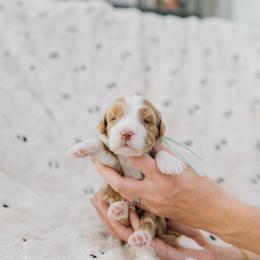 Honey - Red female Bernedoodle puppy in Murray, Utah from Sun Valley Doodles