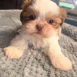 Angel G - Tricolor male Shih Tzu puppy in Apple Valley, California from Garcia_shihtzu