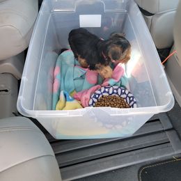 Yorkshire Terrier Puppies from RODS Yorkies