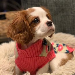 Cavalier King Charles Spaniel Puppies from Adorable Cavaliers of Southern California