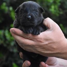 Red Collar Black Male - Black male German Shepherd puppy in Mariana, Florida from Haus M Godwin