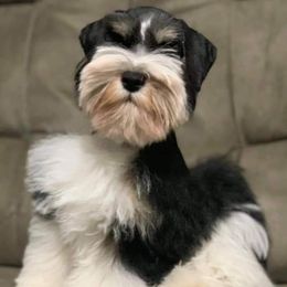 Kobe - Miniature Schnauzer