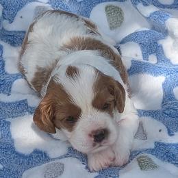 Blue - Blenheim male Cavapoo puppy in Newport, North Carolina from Crystal Coast Cavapoodles