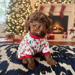 Rolo (grey) - Brown and tan male Cockapoo puppy in West Haven, Utah from Harper Haven Cavapoos & Doodles