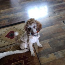 Tilly - Poodle