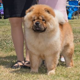 SAKURA - Chow Chow