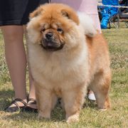 SAKURA - Chow Chow