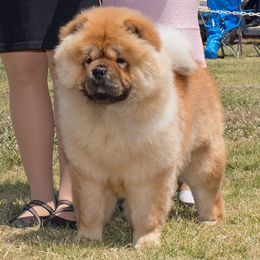 SAKURA - Chow Chow