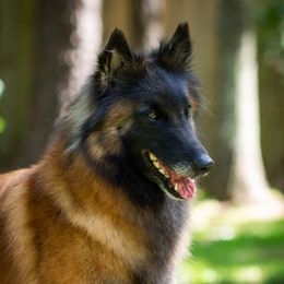 Kaiya - Belgian Tervuren