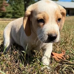 AKC Levi - Lemon and white male Beagle puppy in Rogersville, Missouri from Hales Little Beagle Haven