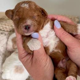 K- BLUE BOY - Red  male Goldendoodle puppy in Lewisville, Texas from Texas Goldendoodle Lovers