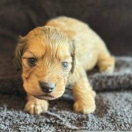 Sonny - Cream male Dachshund puppy in Hawley, Texas from Foxy’s Dachshunds & Toy Aussies