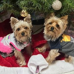 Yorkshire Terriers from Cristian's Yorkshire Terriers