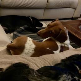 Dachshunds from FAB Fuzzbutt Acres Bulverde