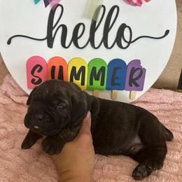 Orange collar - Chestnut brindle male Cane Corso puppy in Tucson, Arizona from Cane Corso Friends
