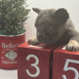 4 - Blue male French Bulldog puppy in Marion, Virginia from Frenchies Vom Reiches Tal