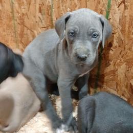 Tauriel - Blue female Great Dane puppy in Marshall, Michigan from Dream K9