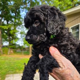 Amadeus - Black male Poodle puppy in Hartselle, Alabama from Phare Poodles
