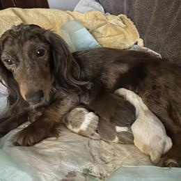 Emma - Dachshund