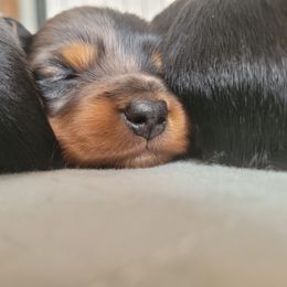 Dachshund Puppies from Ballad of Dachshunds