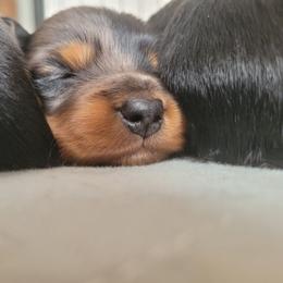 Dachshund Puppies from Ballad of Dachshunds
