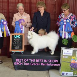 Remi - American Eskimo Dog